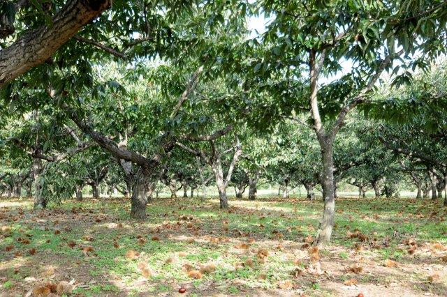 太陽の光が降り注ぐ栗畑。土には牧草を栽培し湿度を管理している