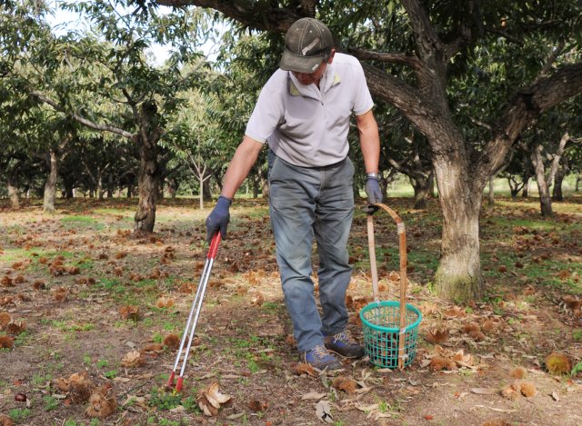 収穫はひとつ一つ人の手で拾う
