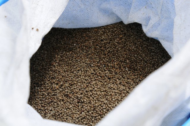 乾燥後のえごま