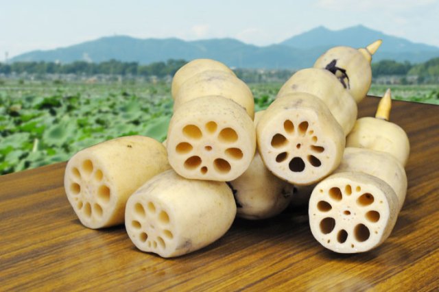 JA水郷つくば　れんこん