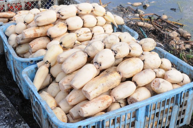 真っ白なれんこん