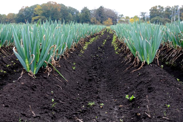 奥久慈ねぎの圃場