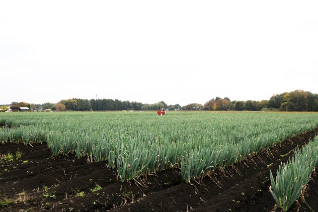奥久慈ねぎの圃場