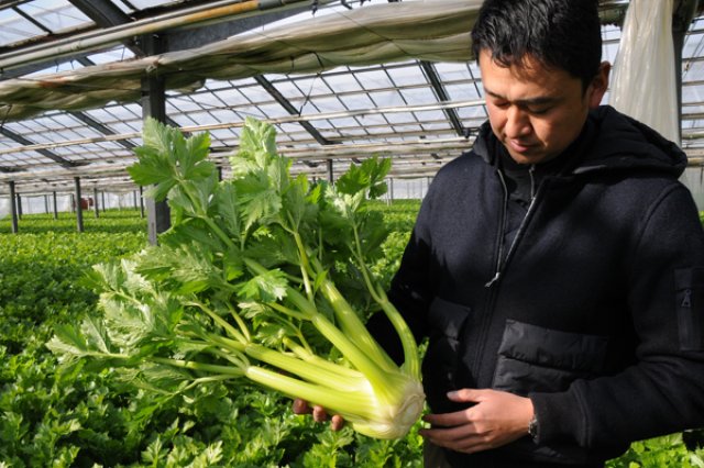出荷直前のセロリと内田さん