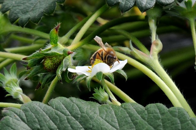 みつばちが懸命に働くハウス内