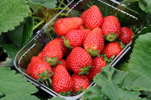 真っ赤に完熟した艶やかな藤枝いちご園のいちご