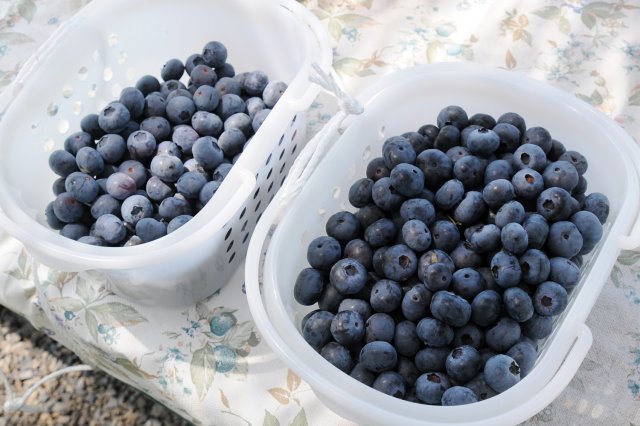 ブルーベリーフレンドファームのブルーベリー