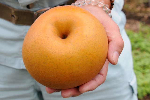 大玉の恵水。男性(岡野さん)の手のひらの上でもこの存在感。