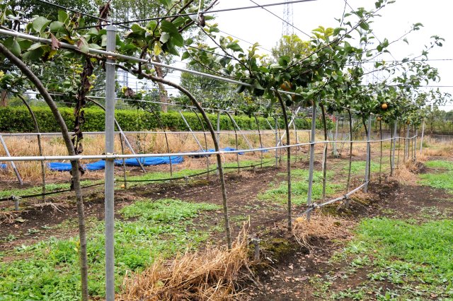 恵水のジョイント試験栽培