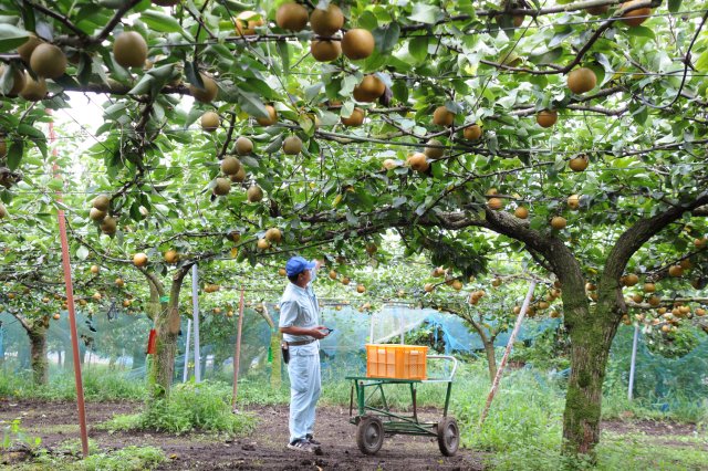 岡野さんの「恵水」の圃場。約50本の恵水の樹があるという。