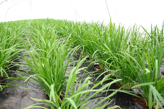 高野さんのにら畑