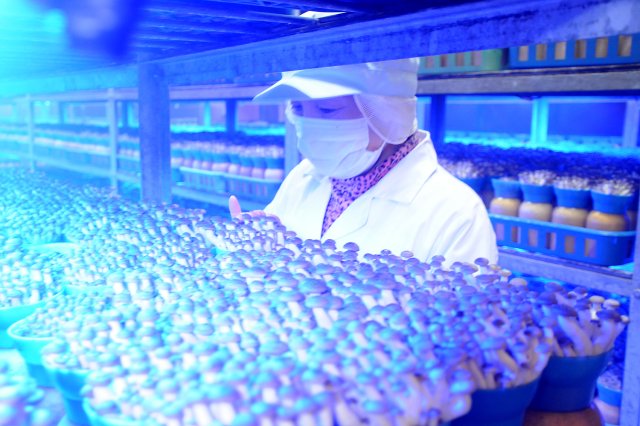 「きのこの声を聴く」きよさん。