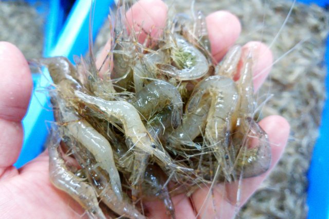 獲れたての大エビ