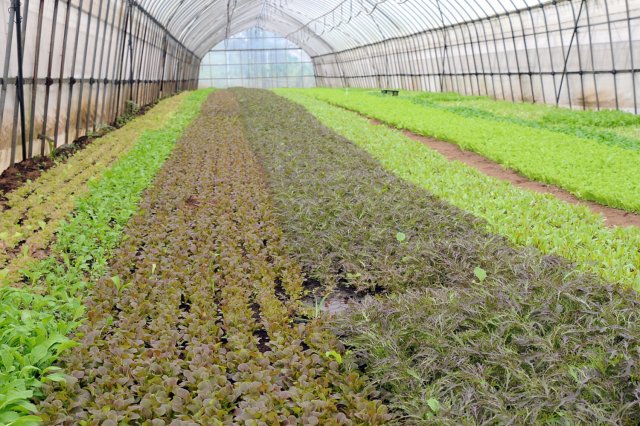 石田農園のベビーリーフ畑