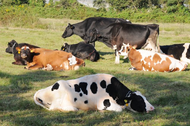 放牧中の牛たち