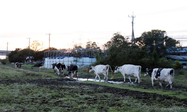 牛舎に帰る牛たち
