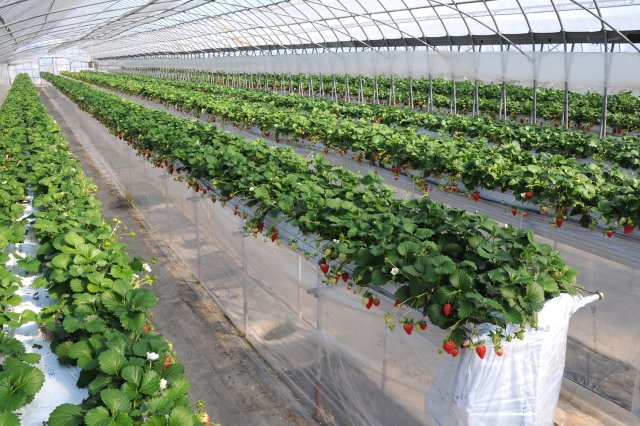 高設栽培の農園