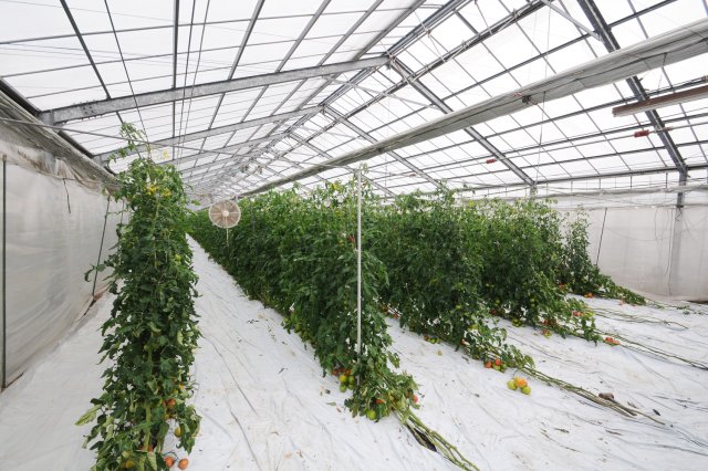 よしくぼ園芸のトマト農場