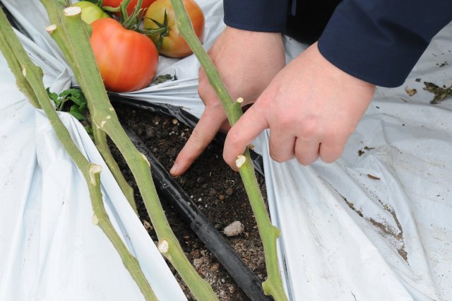 マルチの下には土、そして水や肥料を流すパイプがある。