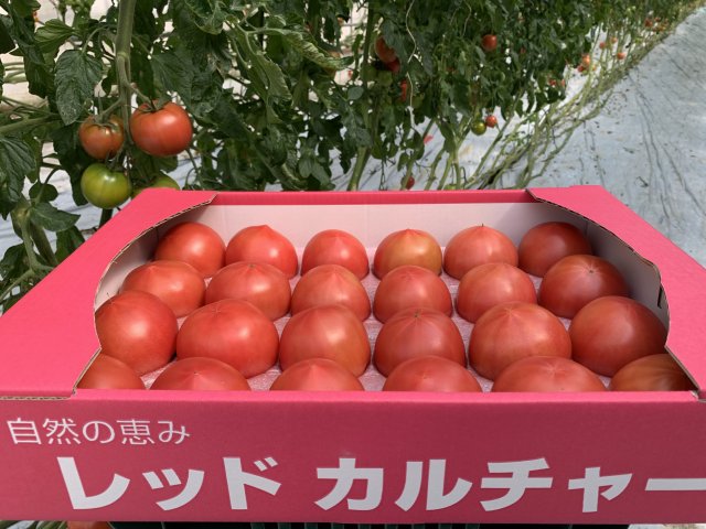 レッドカルチャー