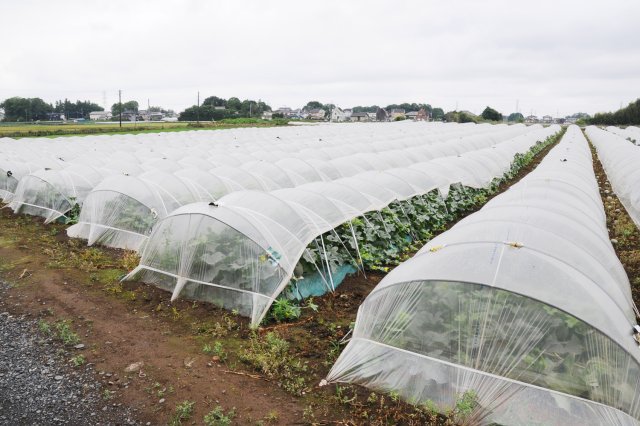トンネル栽培を行う照内さんのタカミメロンの圃場