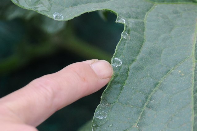 メロンの葉から染み出た露のあとは、木が根からきちんと水を吸えている証拠。これが現れる木は健康状態が良いのだそう。