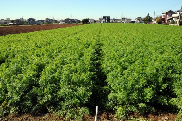 東郷ファームのにんじん畑