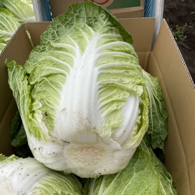 野菜工房木村の白菜