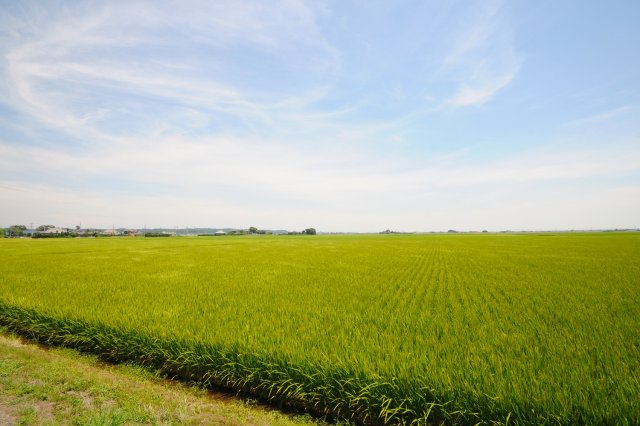 平野一面に広がるYAMAGUCHI farmの田んぼ