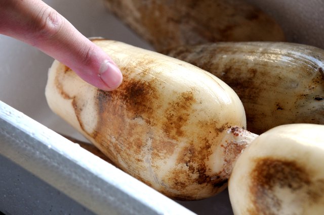 これが赤渋(アカシブ)