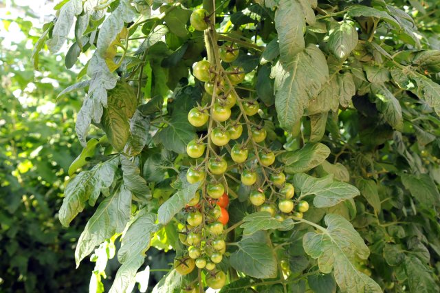 枝分かれした房