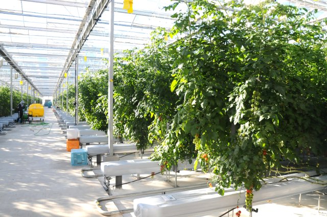 北茨城ファームの圃場