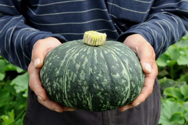 那珂市のブランド農産物「那珂かぼちゃ」