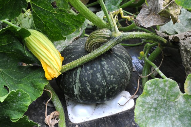 ひとつひとつ台座を敷き変色を防ぐ