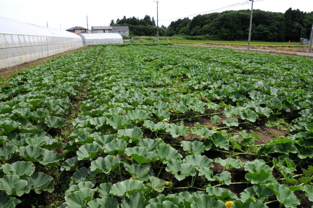 育成中のかぼちゃ畑