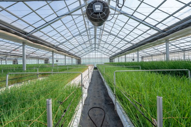 栗原農園　小ねぎのハウス