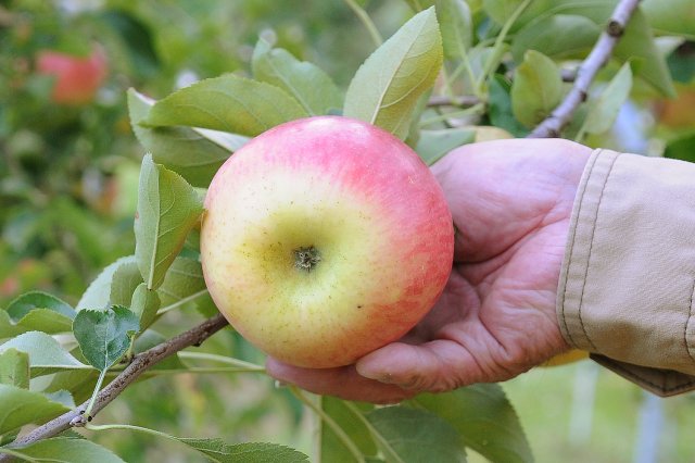 お尻の色が黄色に変わったりんご