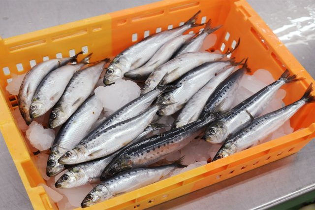 みうらや　イワシ