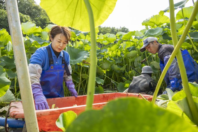 れんこんを傷つけないよう注意を払って収穫