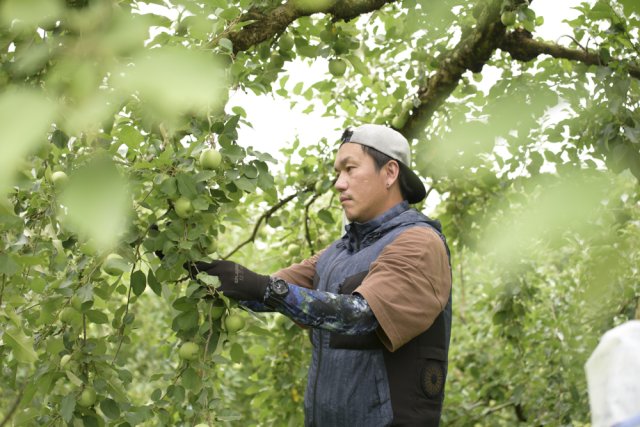 りんご栽培のノウハウを学びながら奮闘中