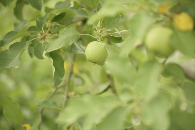 これまで未利用資源だった摘果りんごも有効活用
