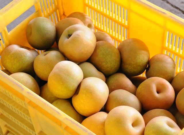 下妻第一共同選果場 梨