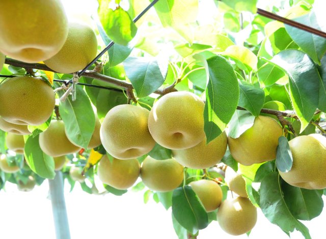 いばらきの秋梨 イメージ