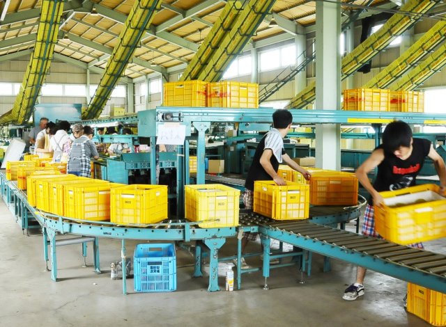 JAやさと 園部梨選果場