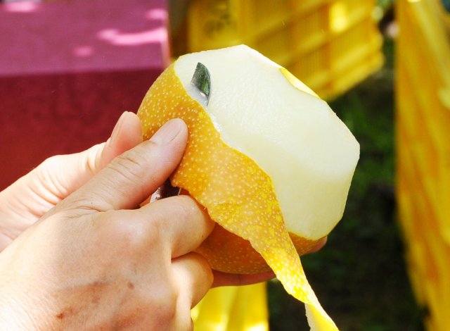 いばらきの秋梨 梨