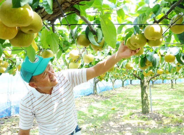 JA常総ひかり 梨生産者 野村さん
