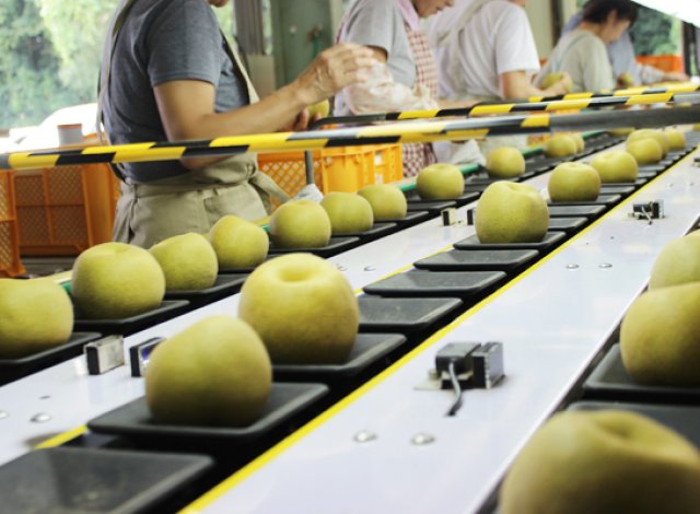 石岡梨選果場 選果の様子