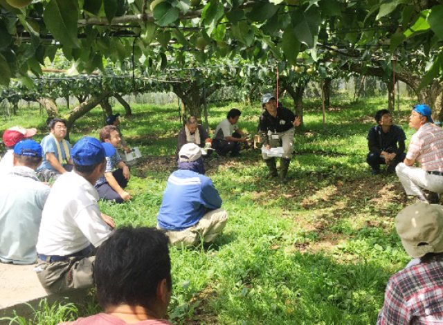 ナシ園での研修会の様子