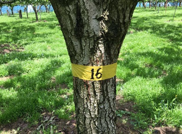 ありのみを生産できる圃場,樹の選定