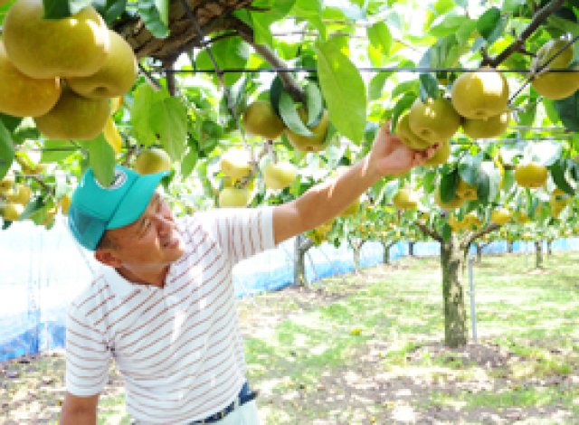 JA常総ひかり 下妻市果樹組合連合会 野村さん